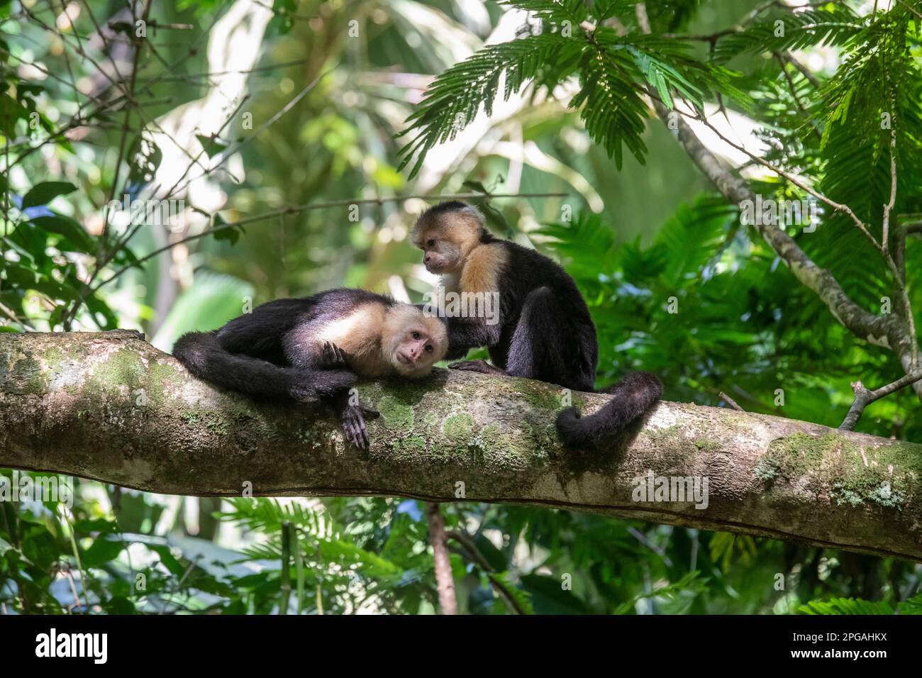Parco Nazionale di Tortuguero, Costa Rica - scimmie cappuccine panamaniane dalla facciata bianca (Cebus imitator). Foto Stock