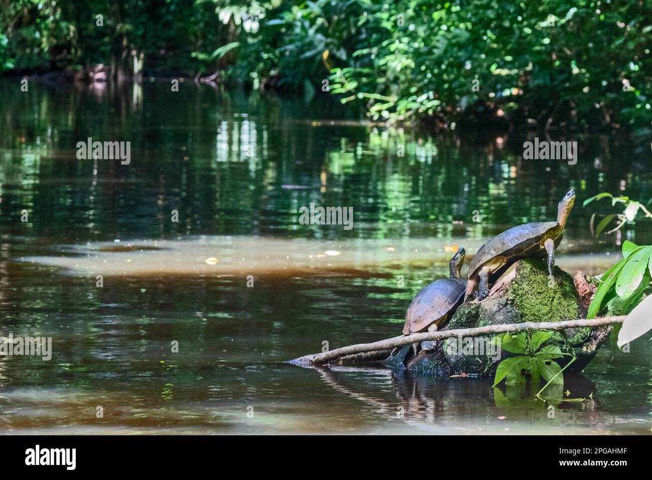 Parco Nazionale di Tortuguero, Costa Rica - tartarughe di legno nero (Rhinoclemmys funerea). Foto Stock