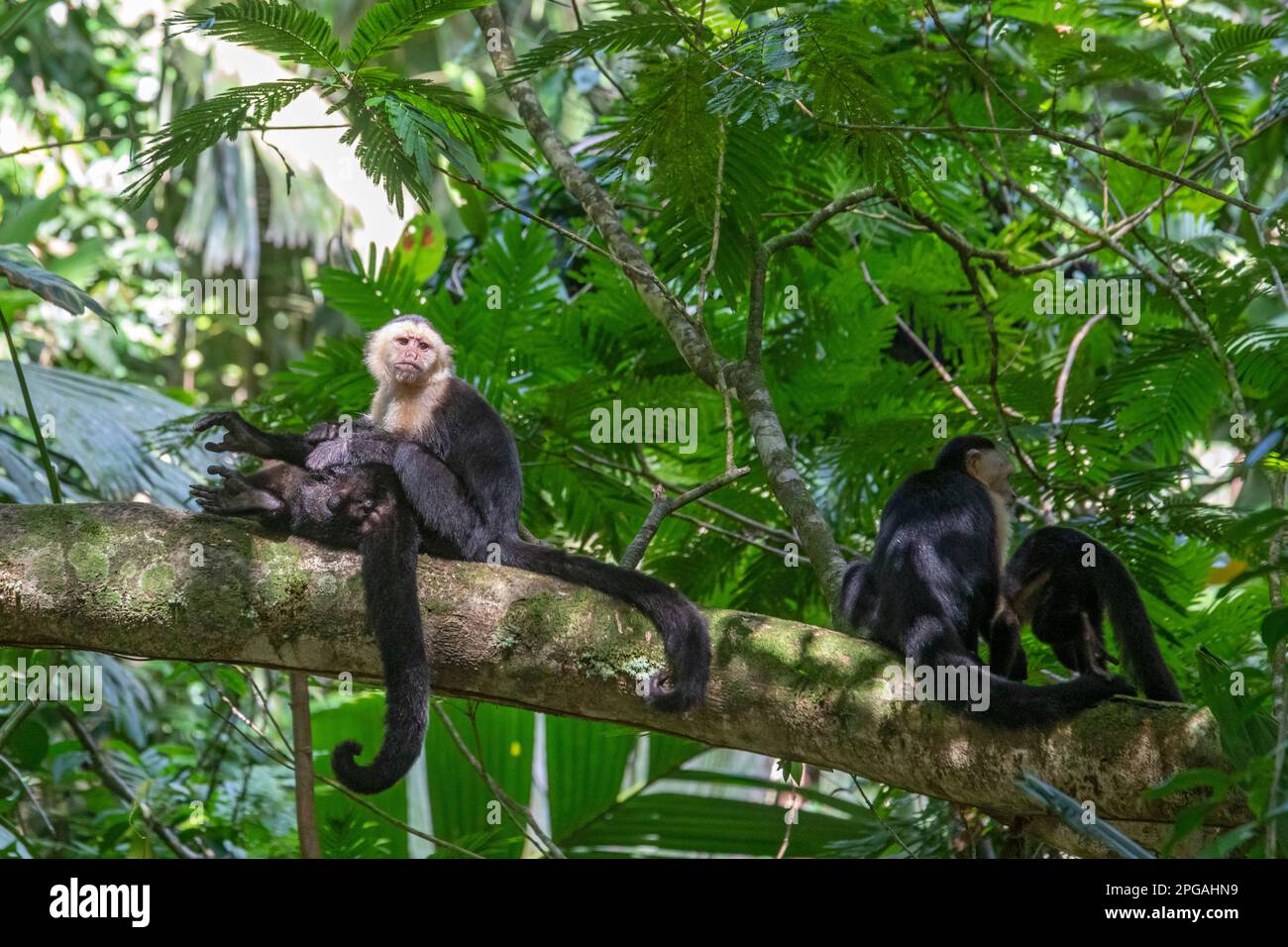 Parco Nazionale di Tortuguero, Costa Rica - scimmie cappuccine panamaniane dalla facciata bianca (Cebus imitator). Foto Stock