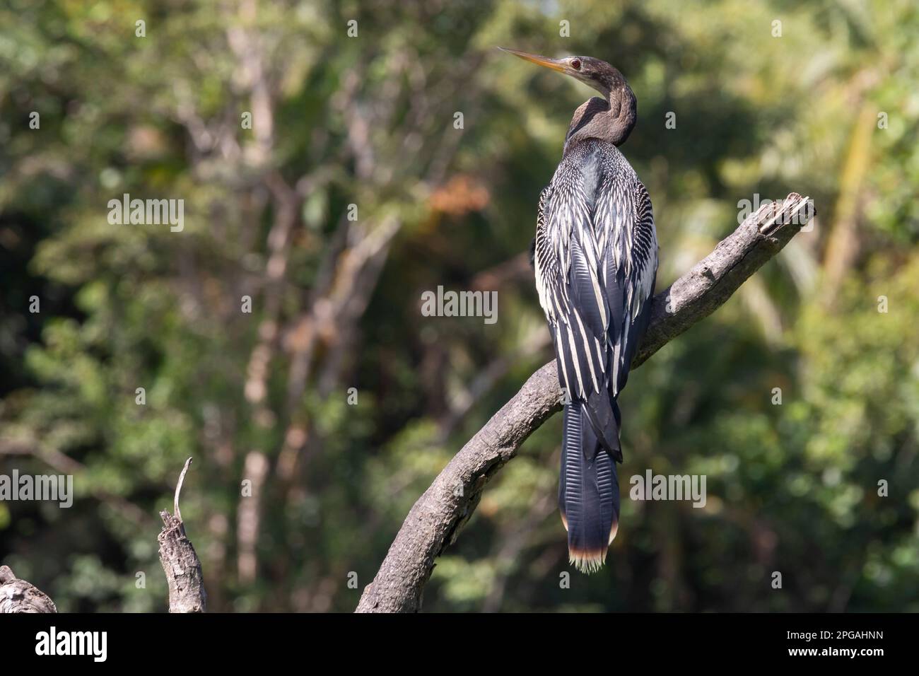 Parco Nazionale di Tortuguero, Costa Rica - Anhinga (Anhinga anhinga). Foto Stock