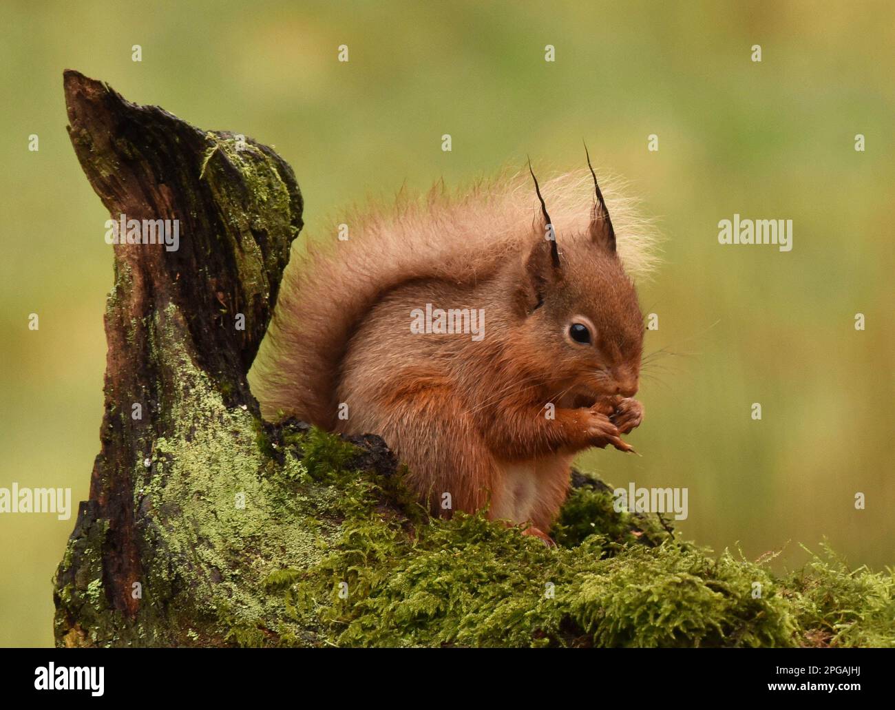 Scoiattolo rosso con coda lunga e boscata fauna scozzese mangiare noci sulla muschio con il log dietro su uno sfondo verde Foto Stock