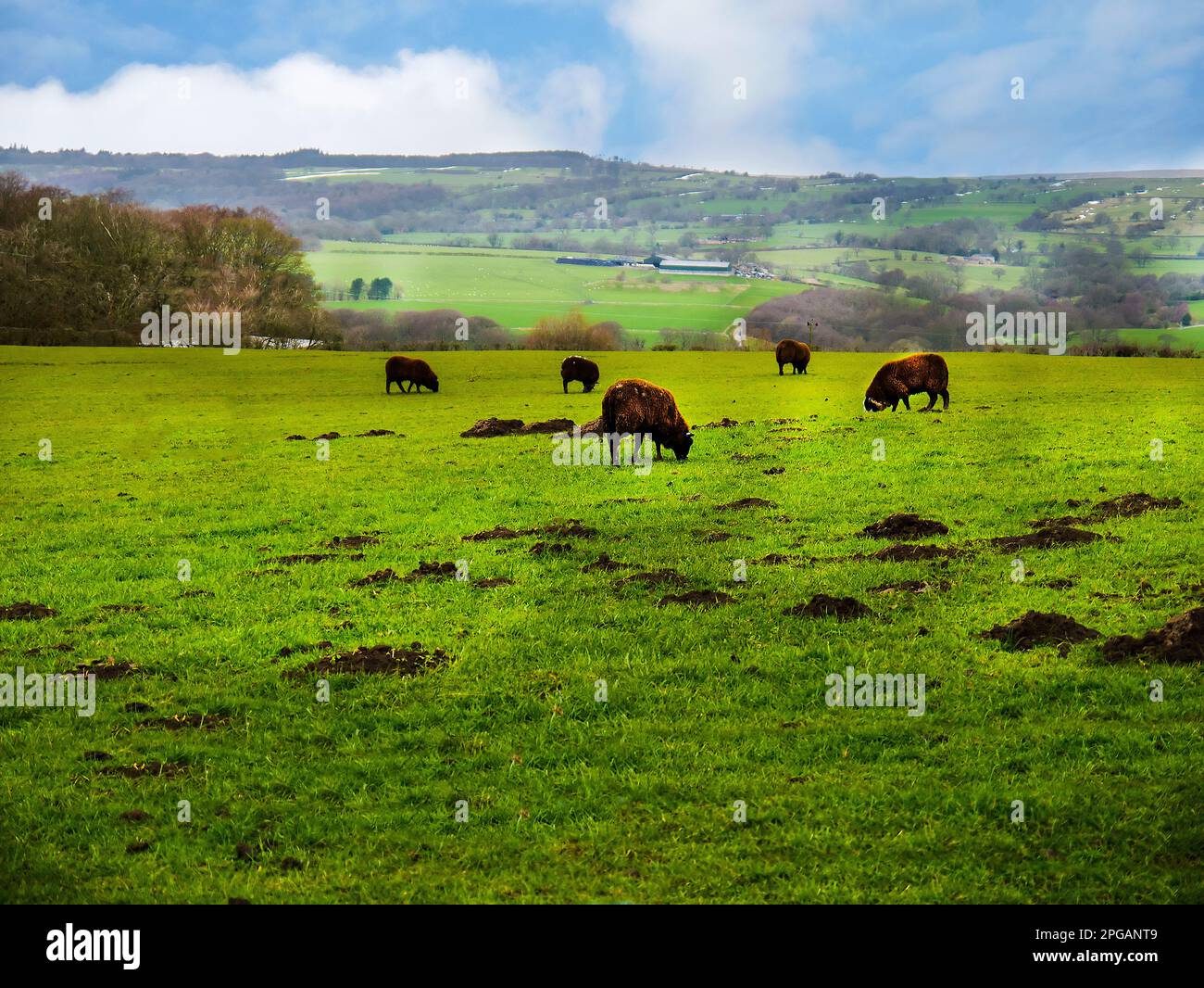 Terreno agricolo intorno a Pendle Hill nel Lancashire. Questa vista si trova a 4 miglia dal centro di Burnley, una città di produzione molto trafficata Foto Stock Terreno agricolo intorno a Pendle Hill nel Lancashire. Questa vista si trova a 4 miglia dal centro di Burnley, una città di produzione molto trafficata Foto Stock