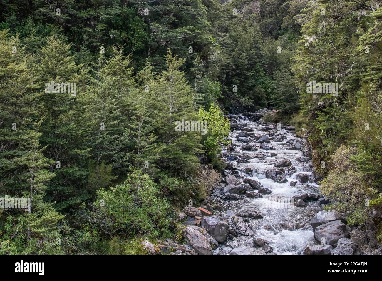 Un paesaggio con foresta e un ruscello che scorre con acqua che forma rapide e rifli nel Parco Nazionale di Arthur's Pass, Canterbury, Aotearoa Nuova Zelanda. Foto Stock