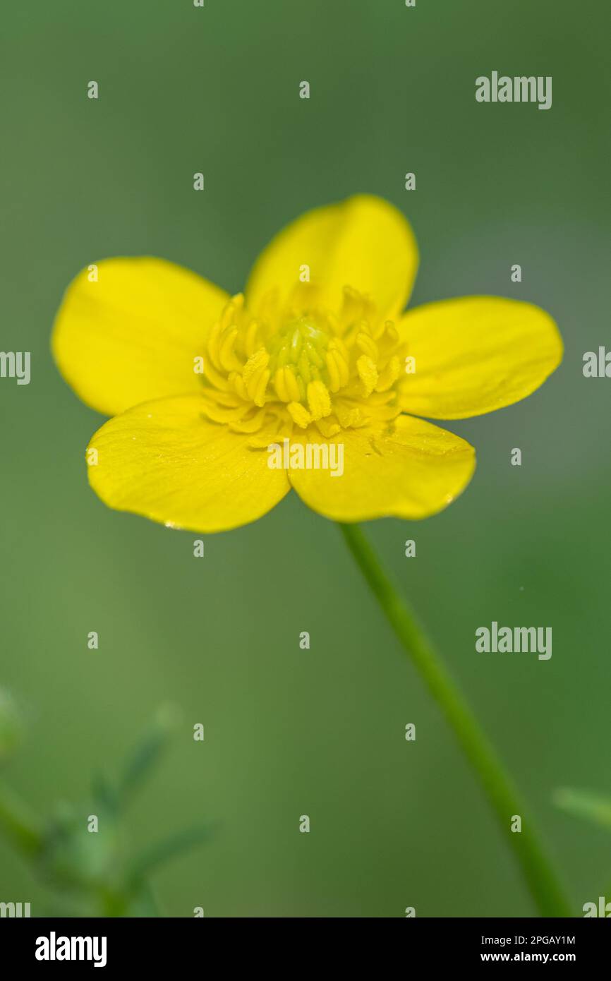 Primo piano della coppetta di prato i cui fiori gialli luminosi illuminano un giorno di primavera. Foto Stock
