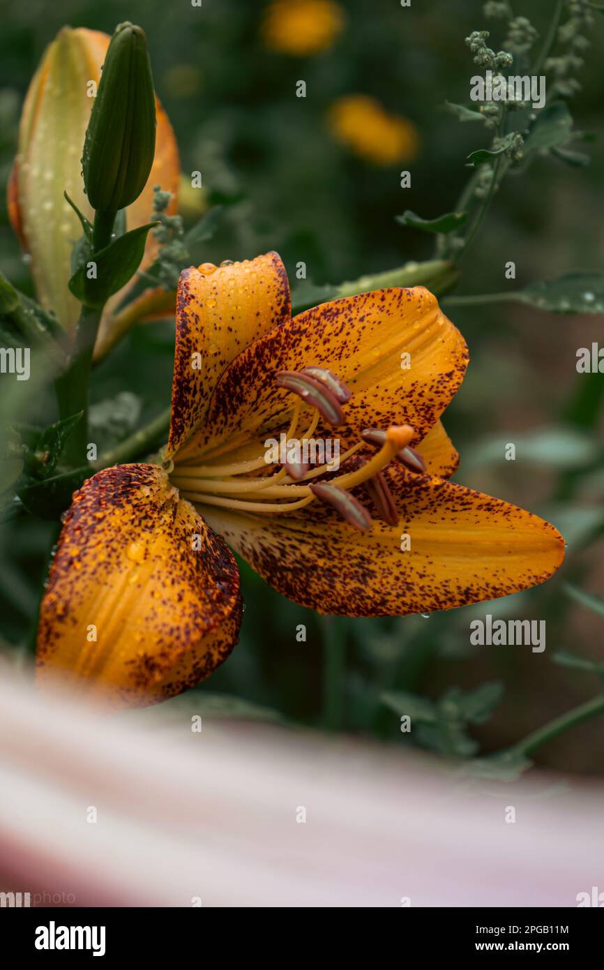 Fiore di giglio con gocce di pioggia. Sfondo del desktop. gocce di pioggia. lily. Primo piano di un fiore di giglio con gocce di pioggia sui petali. Bellezza nella natura. Flusso estivo Foto Stock