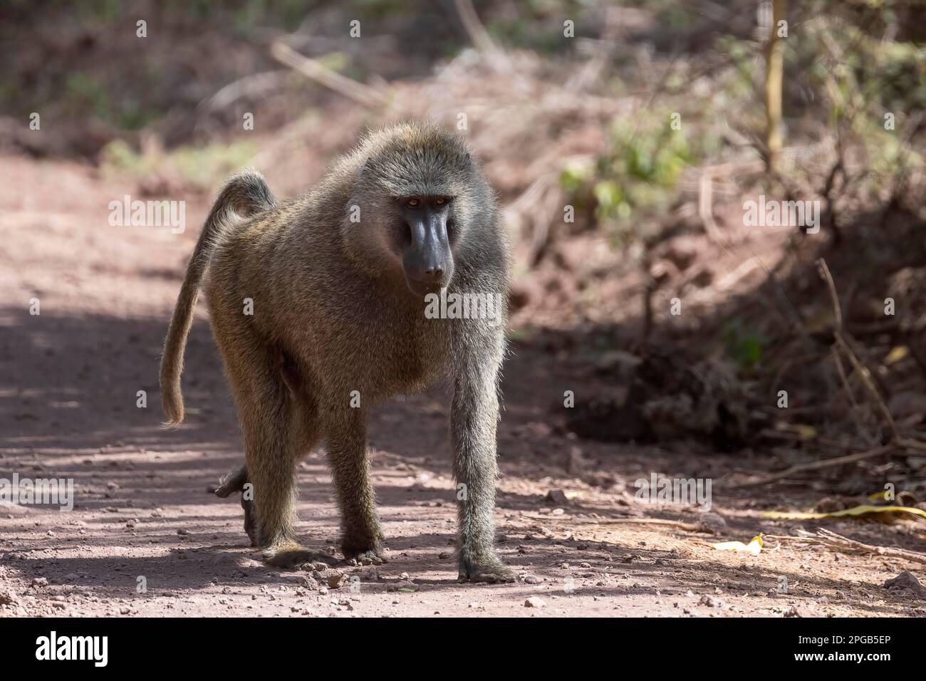 Babbuino oliva (papio anubis), il Lago Manyara National Park, Tanzania Foto Stock