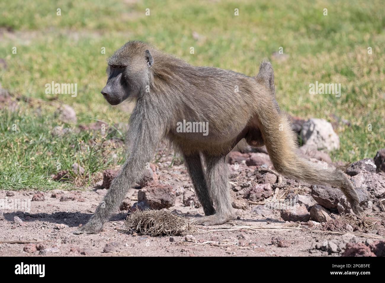 Babbuino oliva (papio anubis), il Lago Manyara National Park, Tanzania Foto Stock