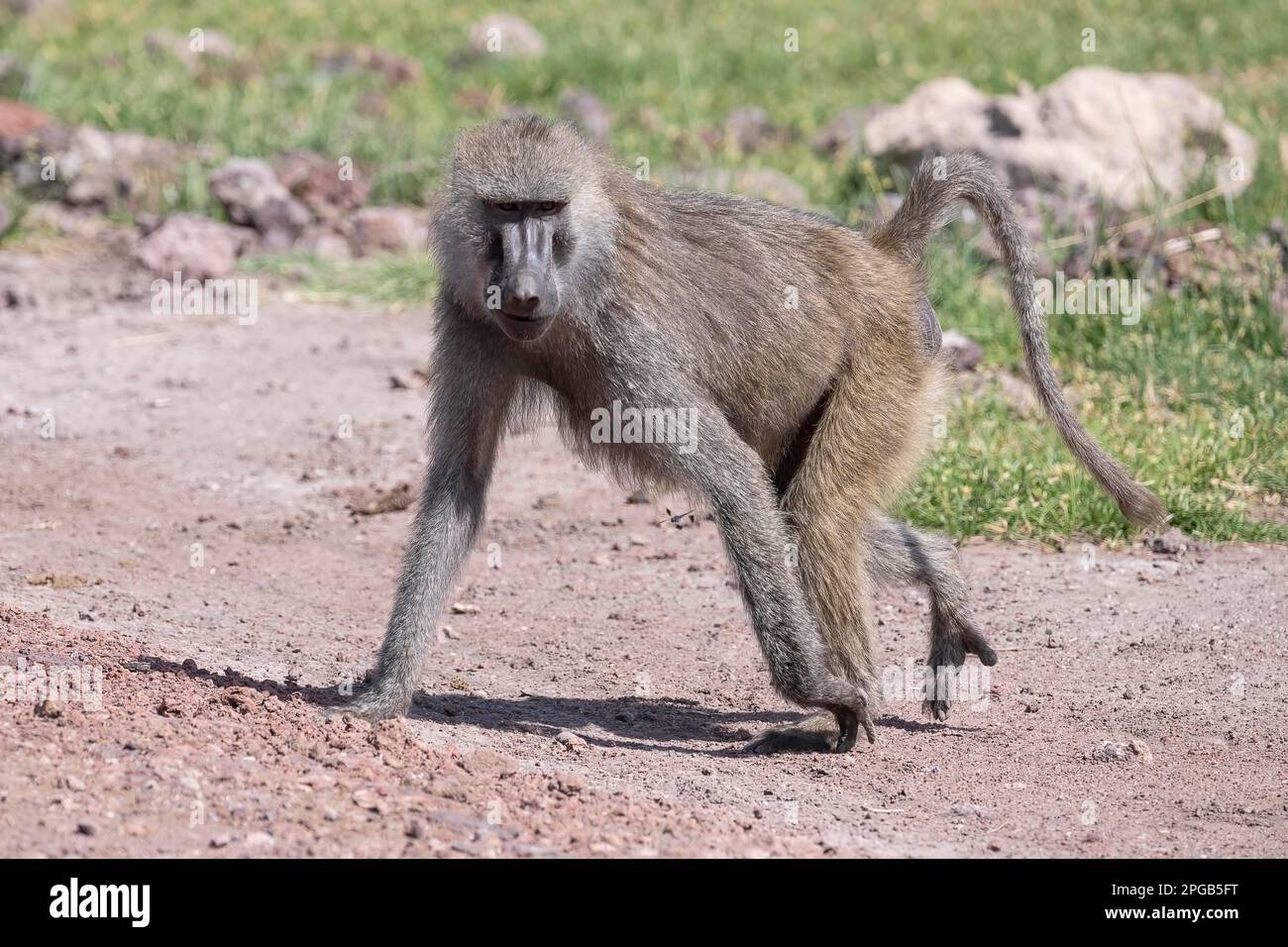 Babbuino oliva (papio anubis), il Lago Manyara National Park, Tanzania Foto Stock