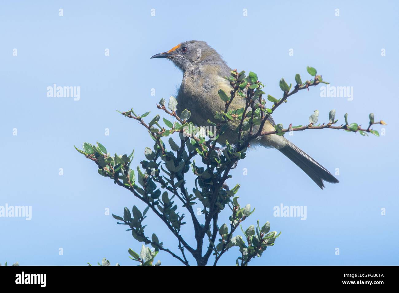 Bellbird (Anthornis melanura) dal Nelson Lakes National Park nell'isola meridionale di Aotearoa Nuova Zelanda con polline sul suo volto, sono impollinatori. Foto Stock