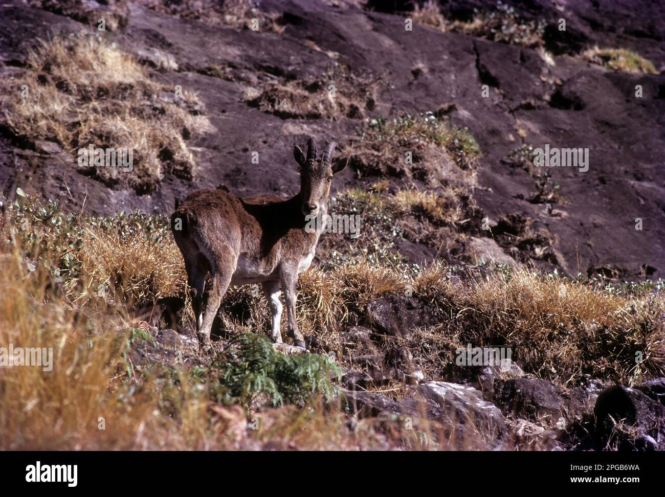 Nilgiri Thar (Nilgiritragus hylocrius) in Rajamalai, Munnar, Kerala, India, Asia Foto Stock