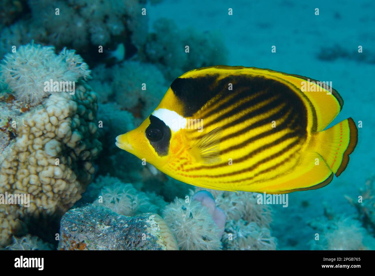 Pesce farfalla diagonale (Chaetodon fasciatus), luogo di immersione House Reef Mangrove Bay, El Quesir, Egitto, Mar Rosso Foto Stock