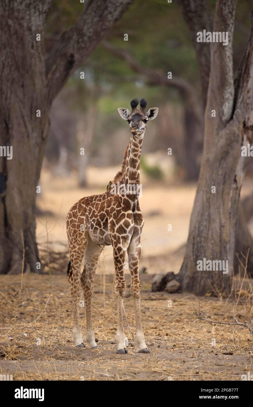 Giraffe (Giraffa camelopardalis), giovane animale che si trova di fronte ad un gruppo di alberi, Parco Nazionale del Tarangire, Tanzania, Africa orientale Foto Stock