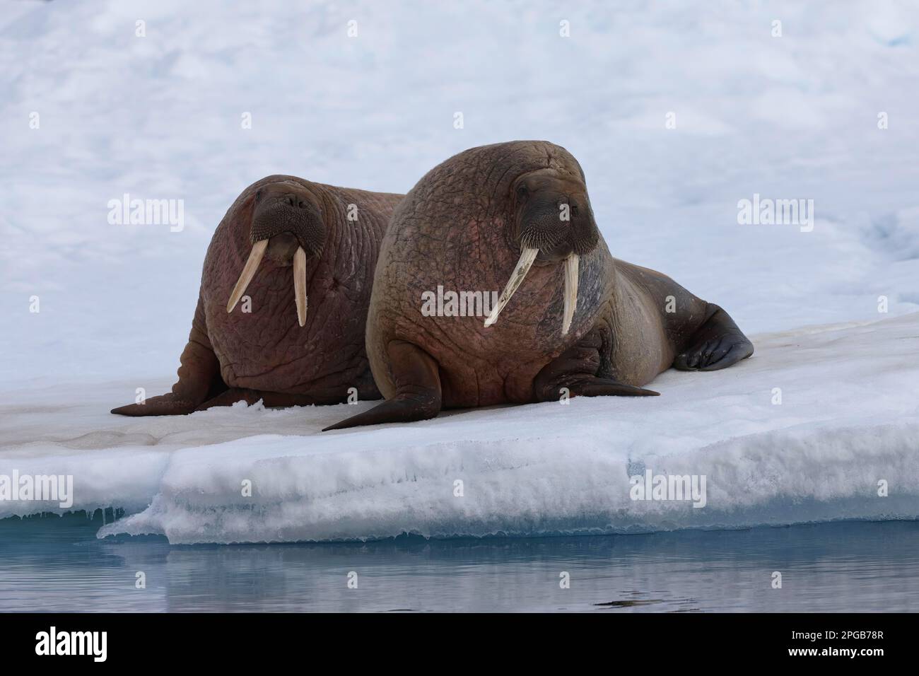 Walzes (Odobenus rosmareus), due adulti sdraiati su una gallina di ghiaccio, Sorporten, Hinlopen Strait, Spitsbergen, Arcipelago di Svalbard Foto Stock