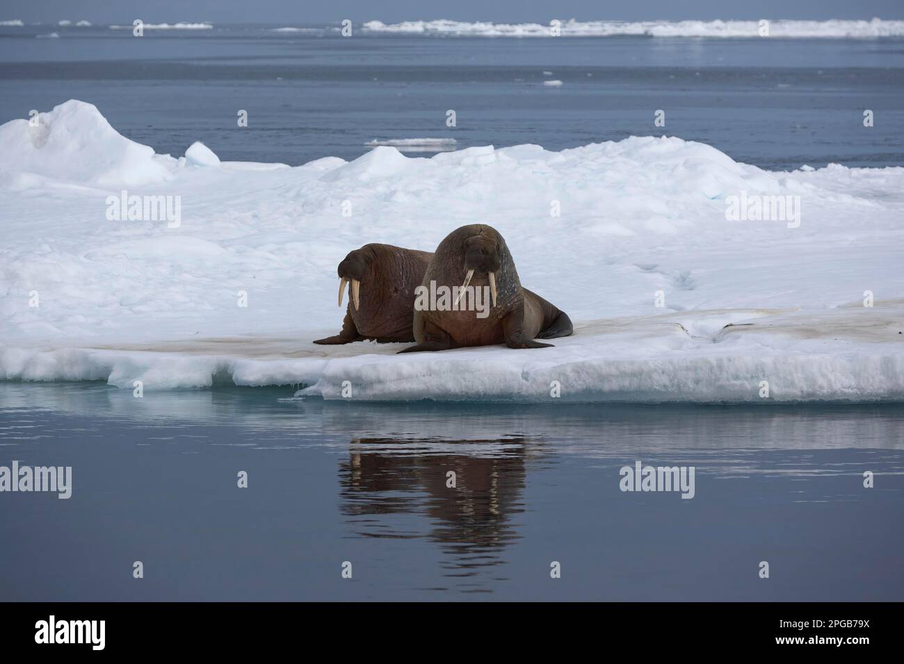 Walzes (Odobenus rosmareus), due adulti sdraiati su un galleggiante di ghiaccio, con riflessione d'acqua, Sorporten, Hinlopen Strait, Svalbard, Arcipelago di Svalbard Foto Stock