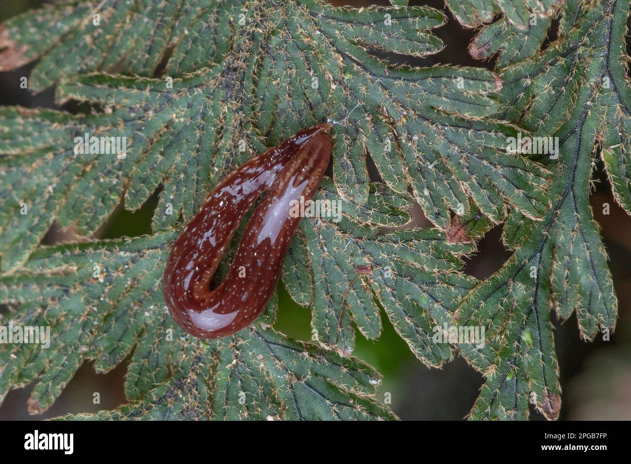 Un flatworm terrestre o planarian di terra (Newzelandia sp) dalla foresta del Parco Nazionale di Fiordland in Aotearoa Nuova Zelanda. Foto Stock