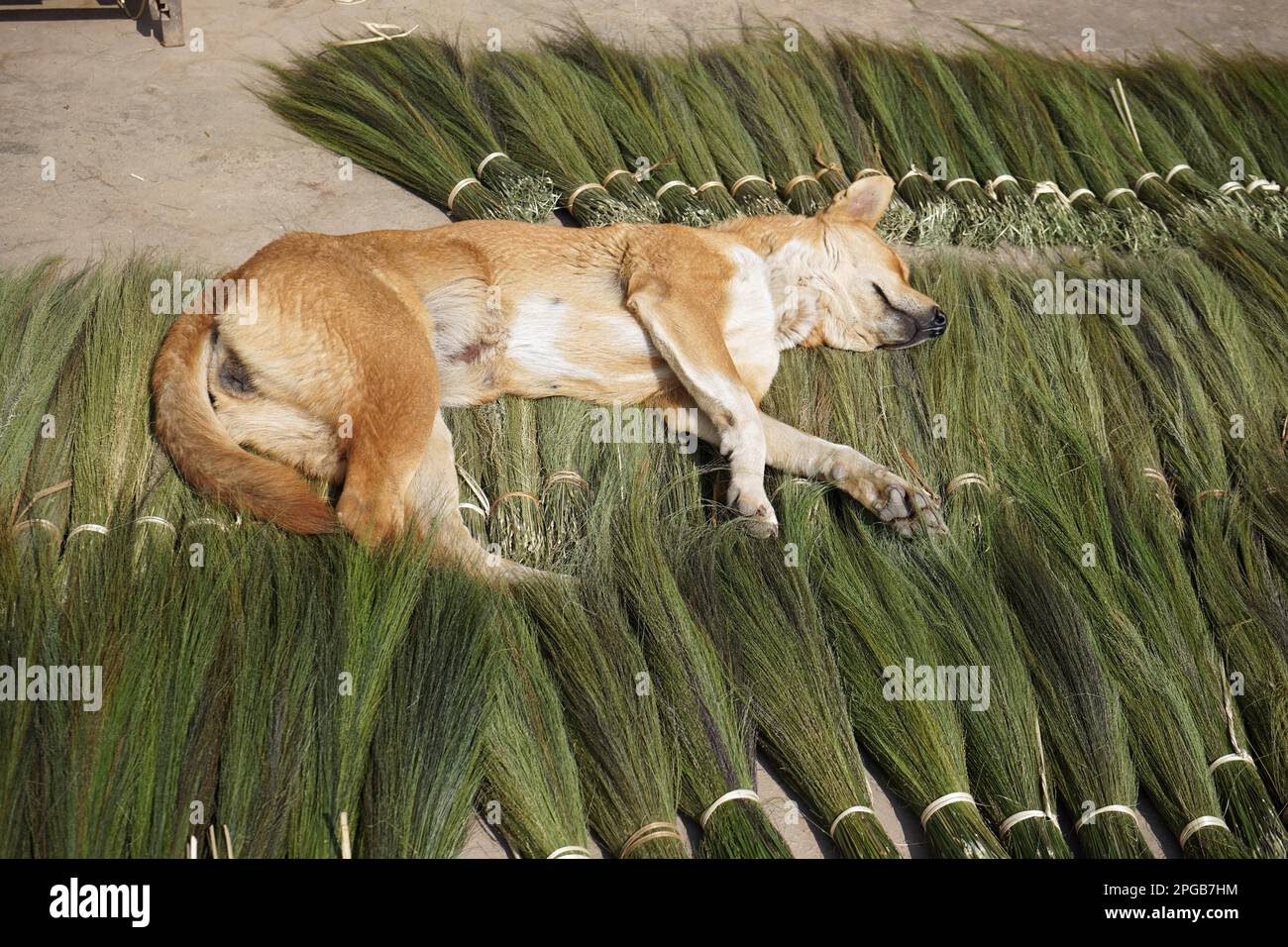 Cane che dorme sull'erba della tigre per fare la scopa, Pak Peng, Pakbeng, Provincia di Oudomxai, Laos Foto Stock