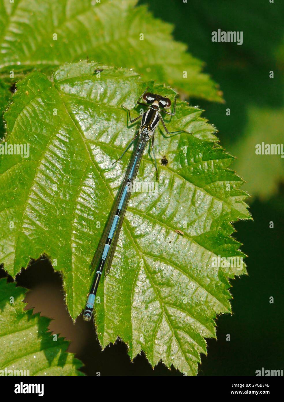 Variabile Damselfly (Coenagrion pulchellum) maschio adulto, riposante su foglia, Sussex occidentale, Inghilterra, Regno Unito Foto Stock