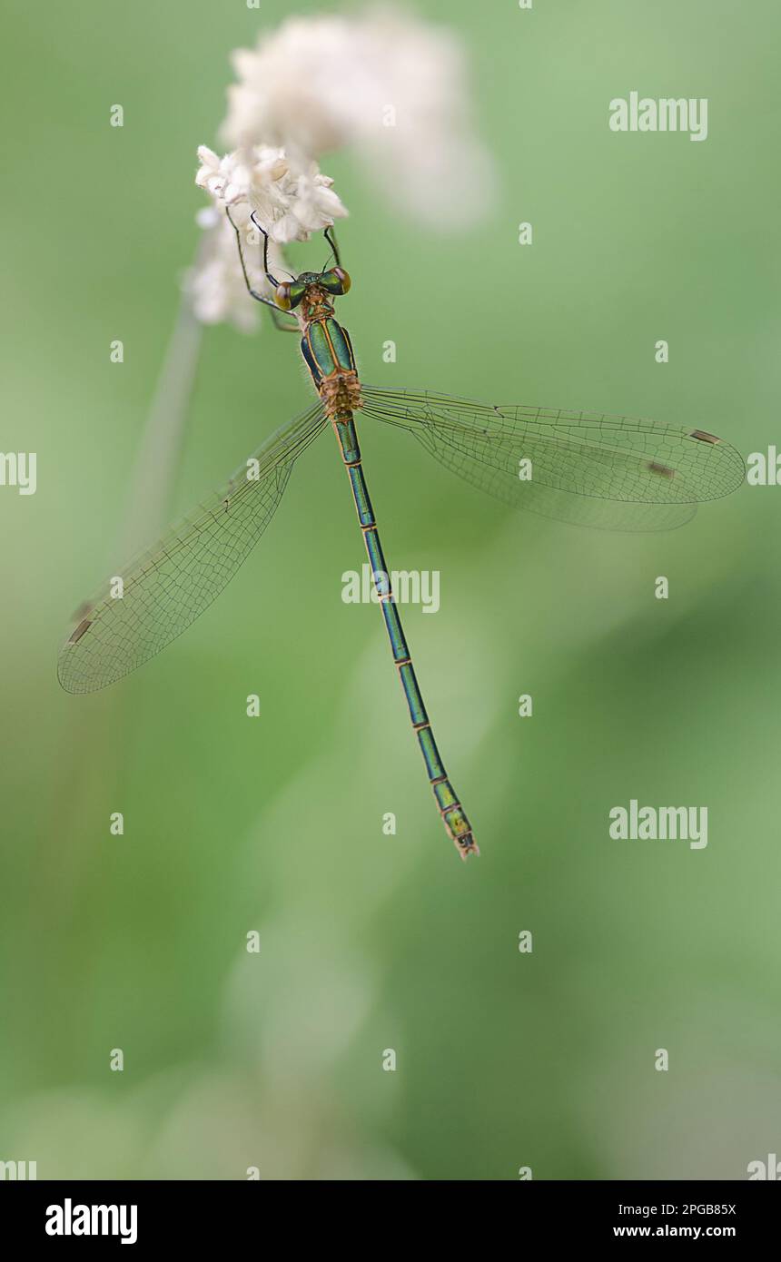 Nappe di smeraldo (Lestes spugsa), altri animali, insetti, libellule, animali, Donna adulta Emerald damselfly, appoggiata sulla testa di semina, Idle Valley Foto Stock