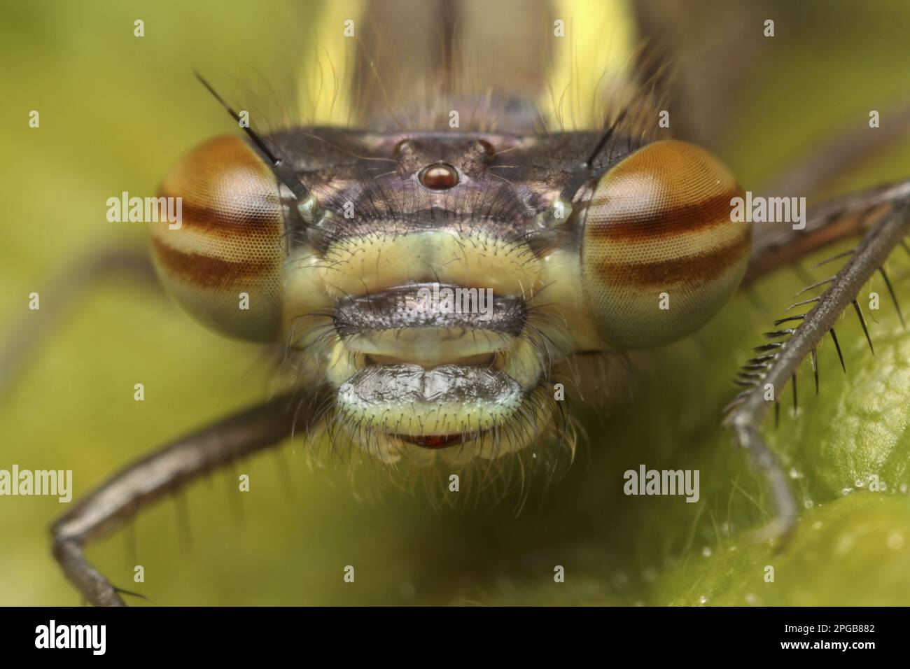 Prima damselfly (pirrosoma), prima damselfly, prime damselfie, altri animali, insetti, Libellule, animali, grande farfalla rossa Foto Stock