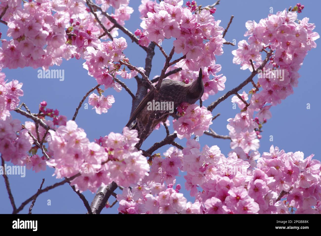 Uccello e fiori di ciliegio Foto Stock