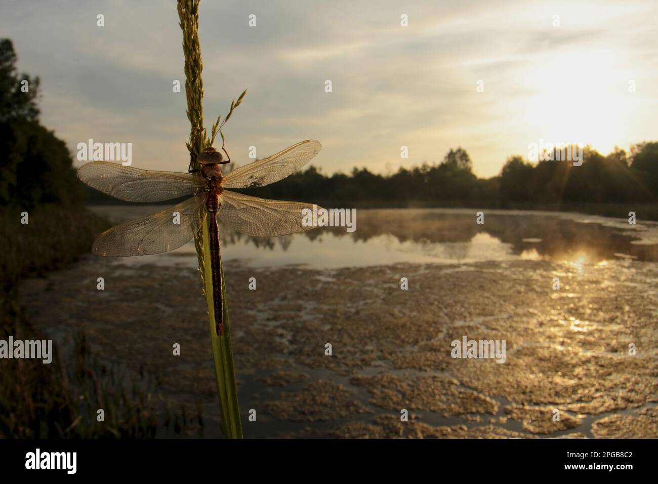Falco marrone (Aeshna grandis), libellule a mosaico marrone, altri animali, insetti, libellule, Animali, Brown Hawker Dragonfly adulto, riposante su stelo Foto Stock