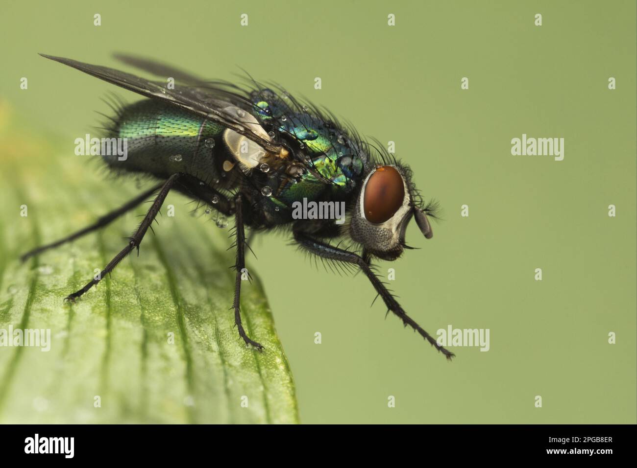 Mosca dell'oro dell'imperatore, mosche dell'oro dell'imperatore, mosca della bottiglia, altri animali, insetti, Animali, Greenbottle (Lucilia caesar) adulto, pulizia gambe anteriori, riposo Foto Stock