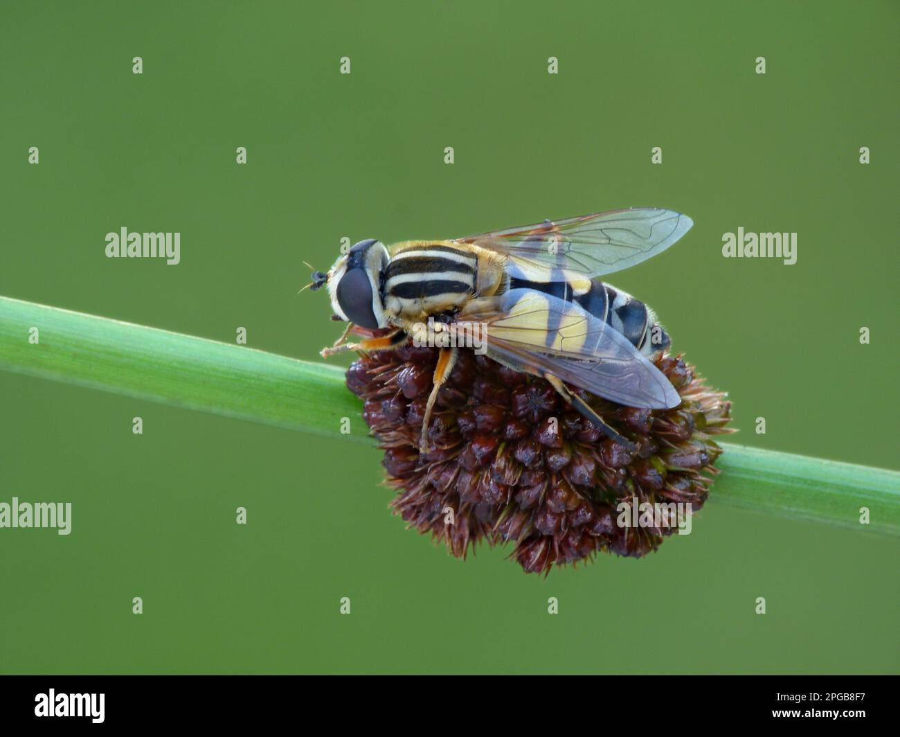 Hoverfly (Helophilus trivittatus) adulto, riposante su gambo, Leicestershire, Inghilterra, Regno Unito Foto Stock