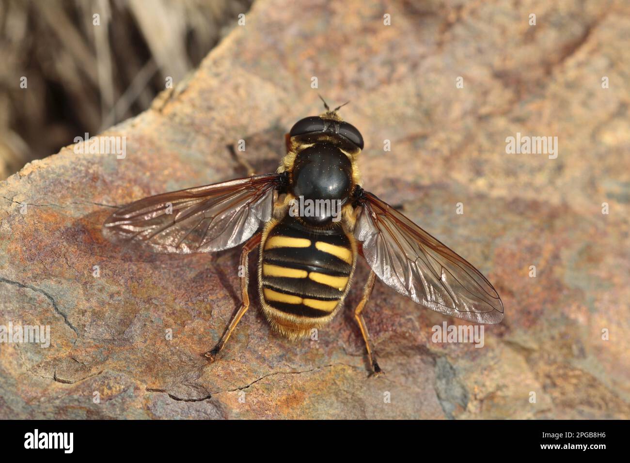 Hoverfly (Sericomyia silentis) femmina adulta, a base di roccia, Powys, Galles, Regno Unito Foto Stock