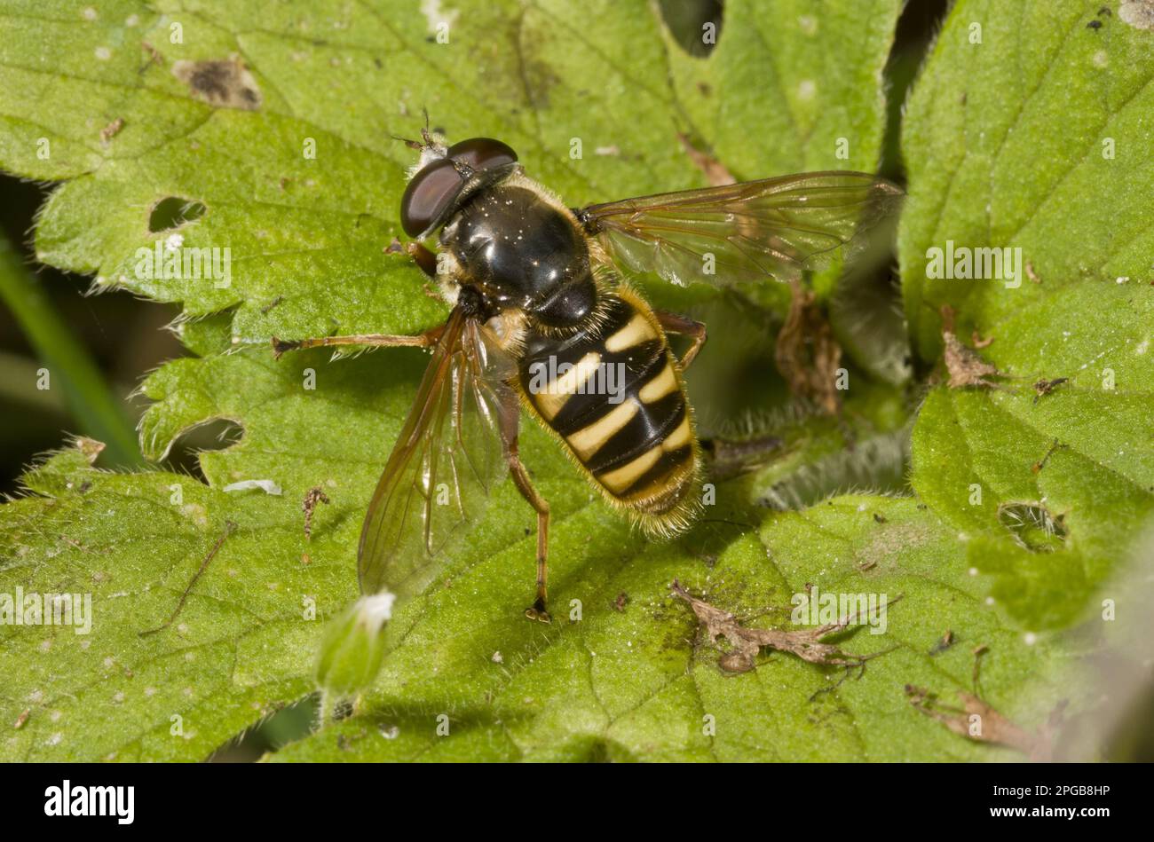 Sorvolo di torba grande, sorvolo di torba grande, sorvolo di torba con fascia gialla, sorvolo di torba grande (Syrphidae) (Sericomyia silentis), torba con fascia gialla Foto Stock