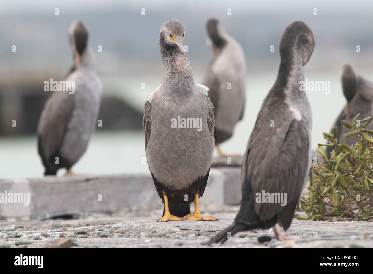 La colonia di nidificazione di shag al pontile di Sumpter nel porto di Oamaru, nell'isola meridionale di Aotearoa Nuova Zelanda. Shag macchiato (Phalacrocorax punctatus). Foto Stock
