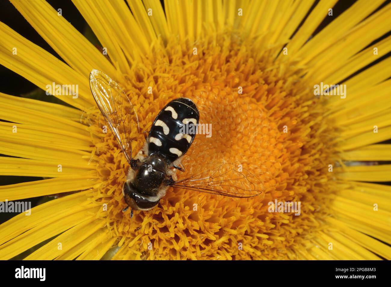 Hoverfly (Scaeva pyrastri) femmina adulta, nutrirsi di inula fiore in giardino, Powys, Galles, Regno Unito Foto Stock