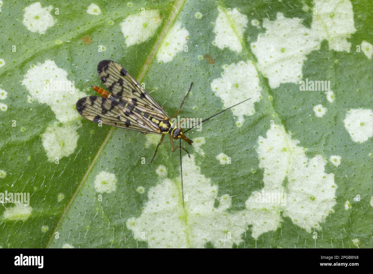 Comune Scorpionfly (Panorpa communis) femmina adulta, riposante su foglia, Essex, Inghilterra, Regno Unito Foto Stock