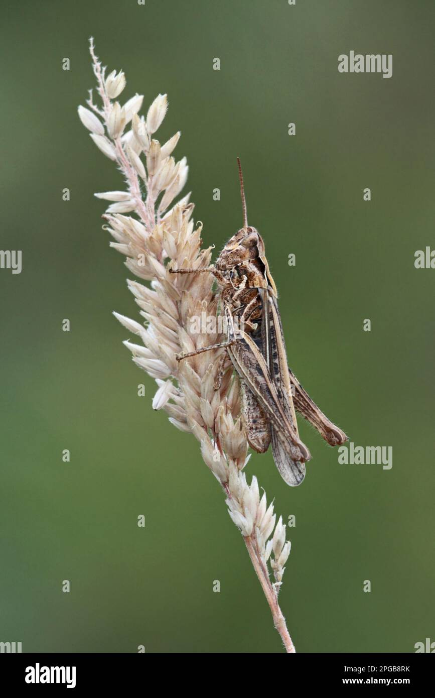 Cavalletta comune di campo (Chorthippus brunneus) Grasshopper marrone, altri animali, insetti, animali, cavallette di campo, Grasshopper comune sul campo Foto Stock