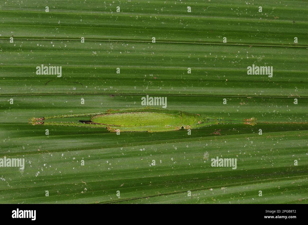 Cavalletta Pyrgomorfica (Omura sp.) Adulto, appoggiato sul lato inferiore della foglia, Yasuni N. P. Amazonas, Ecuador Foto Stock