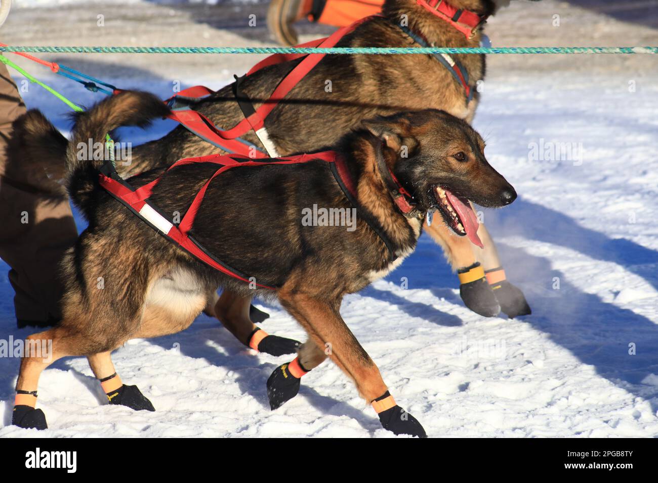 Cani da corsa (Iditarod 2023) Foto Stock