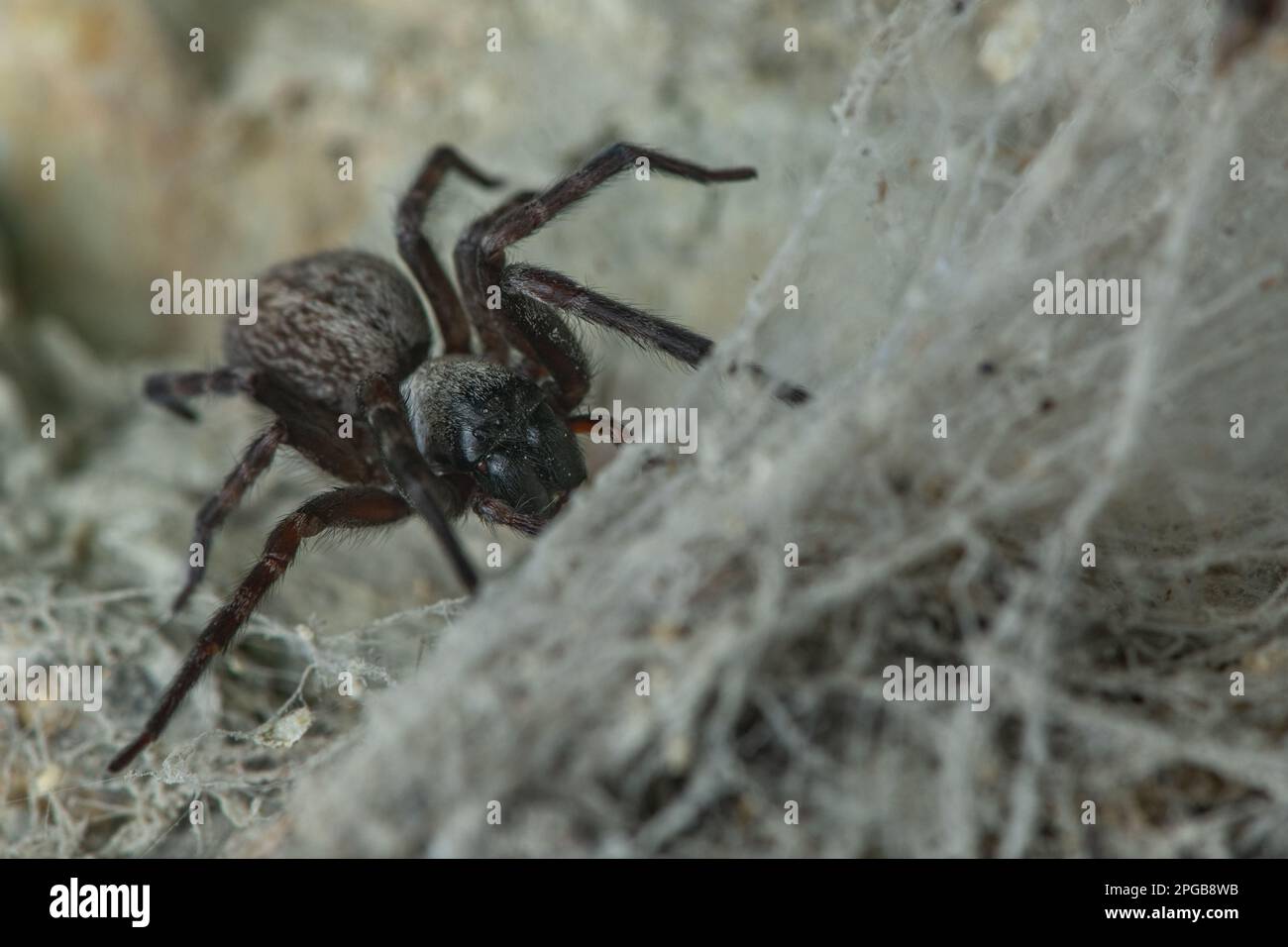 Badumna longinca o il ragno casa grigia, una specie di arachnidi introdotta non nativa ad Aotearoa Nuova Zelanda. Foto Stock