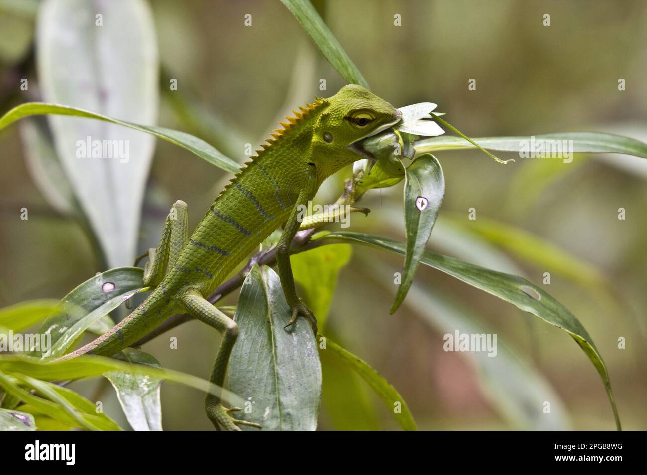 Lizard bello, Lizards bello, Agamas, altri animali, rettili, Animali, Green Garden Lizard a Sinharaja Rainforest mangiare un cricket, Sri Lanka Foto Stock