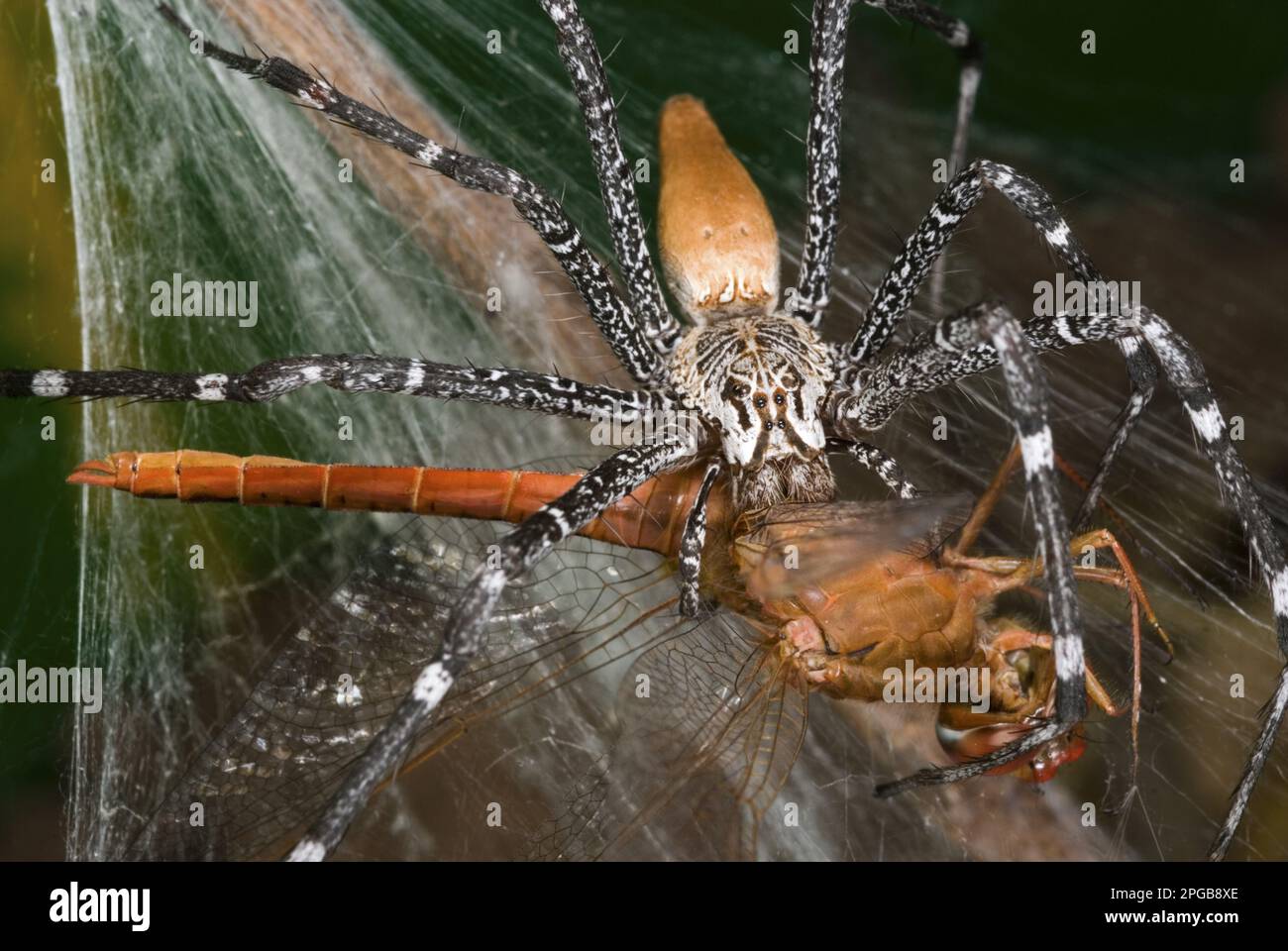 Altri animali, ragni, aracnidi, animali, ragni predatori, Ragno a rete-imbuto (Euprothenops australis) adulto, nutrito con libellula Foto Stock