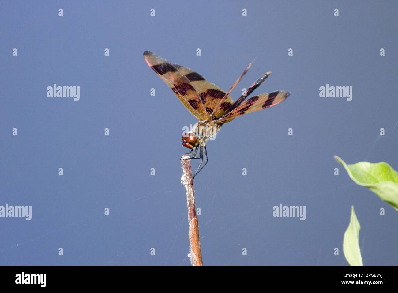 Halloween Pennant (Celithemis eponina), florida, insetto, libellula Foto Stock