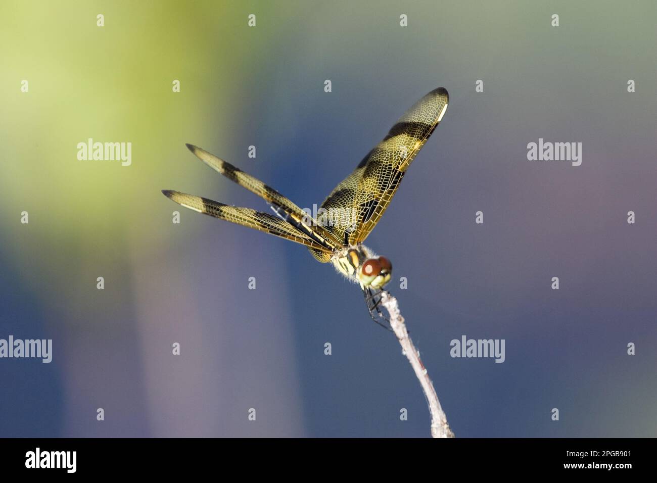 Halloween Pennant (Celithemis eponina) Foto Stock