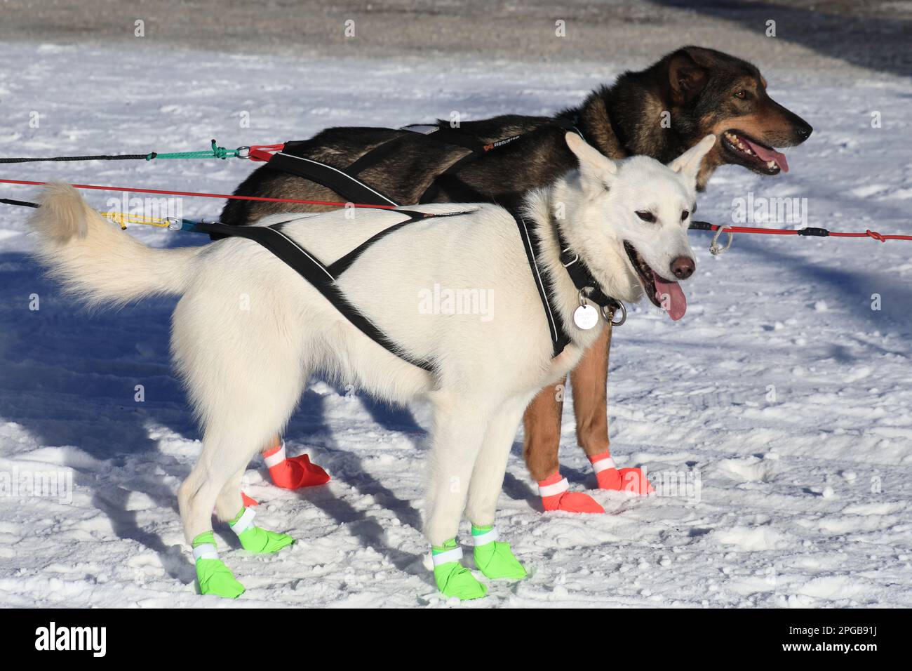 Cani da corsa (Iditarod 2023) Foto Stock