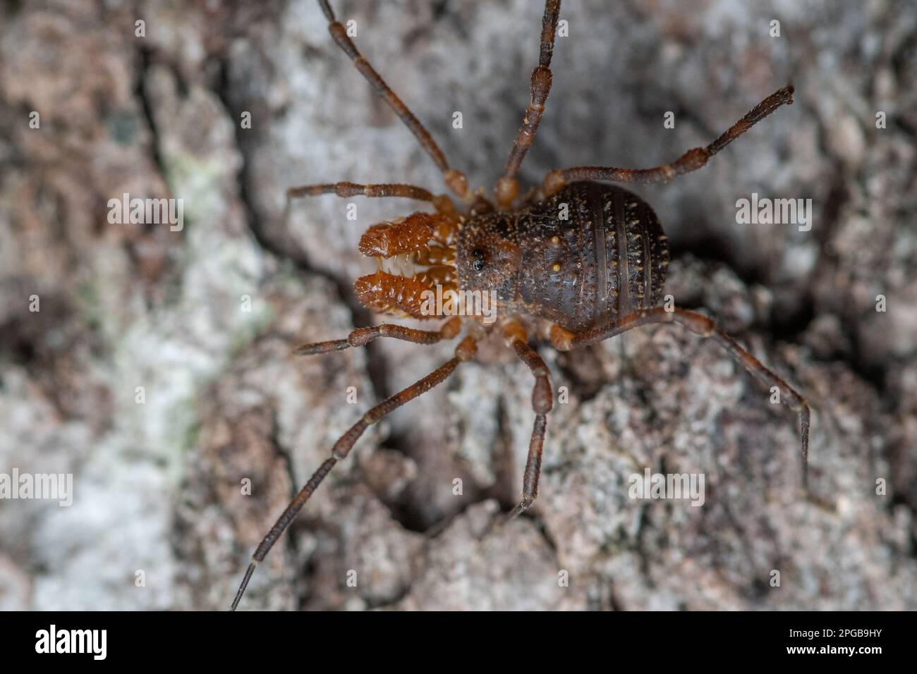 Una macro foto di un arvestito a zampe corte proveniente dal parco nazionale di Fiordland, nell'isola meridionale della Nuova Zelanda. Foto Stock