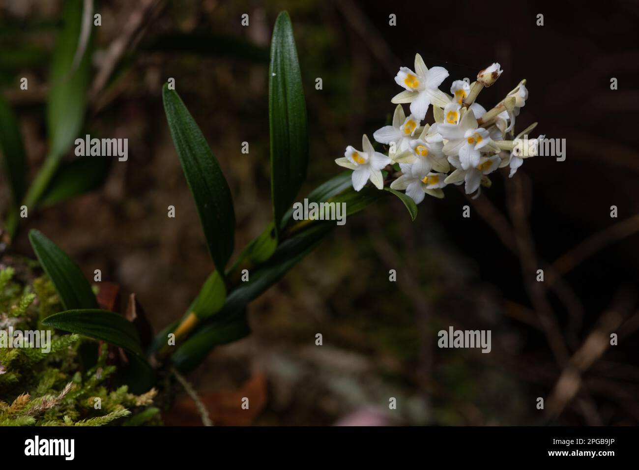 Earina autumnalis, l'orchidea pasquale dal Parco Nazionale di Fiordland, nell'isola meridionale di Aotearoa Nuova Zelanda, dove è endemica. Foto Stock