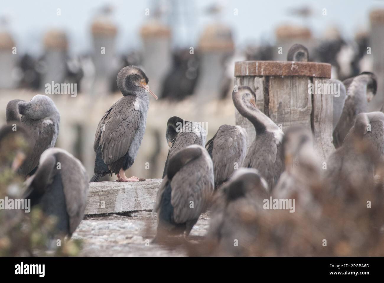 La colonia di nidificazione di shag al pontile di Sumpter nel porto di Oamaru, nell'isola meridionale di Aotearoa Nuova Zelanda. Shag macchiato (Phalacrocorax punctatus). Foto Stock