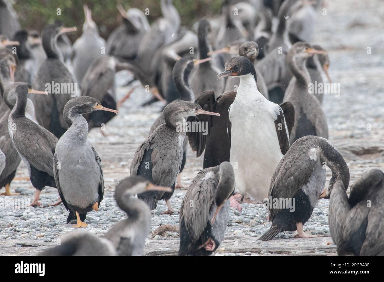 Uno shag di Otago (Leucocarbo calconotus) tra gli shag macchiati (Phalacrocorax punctatus) al molo di Sumpter nel porto di Oamaru in Nuova Zelanda Foto Stock