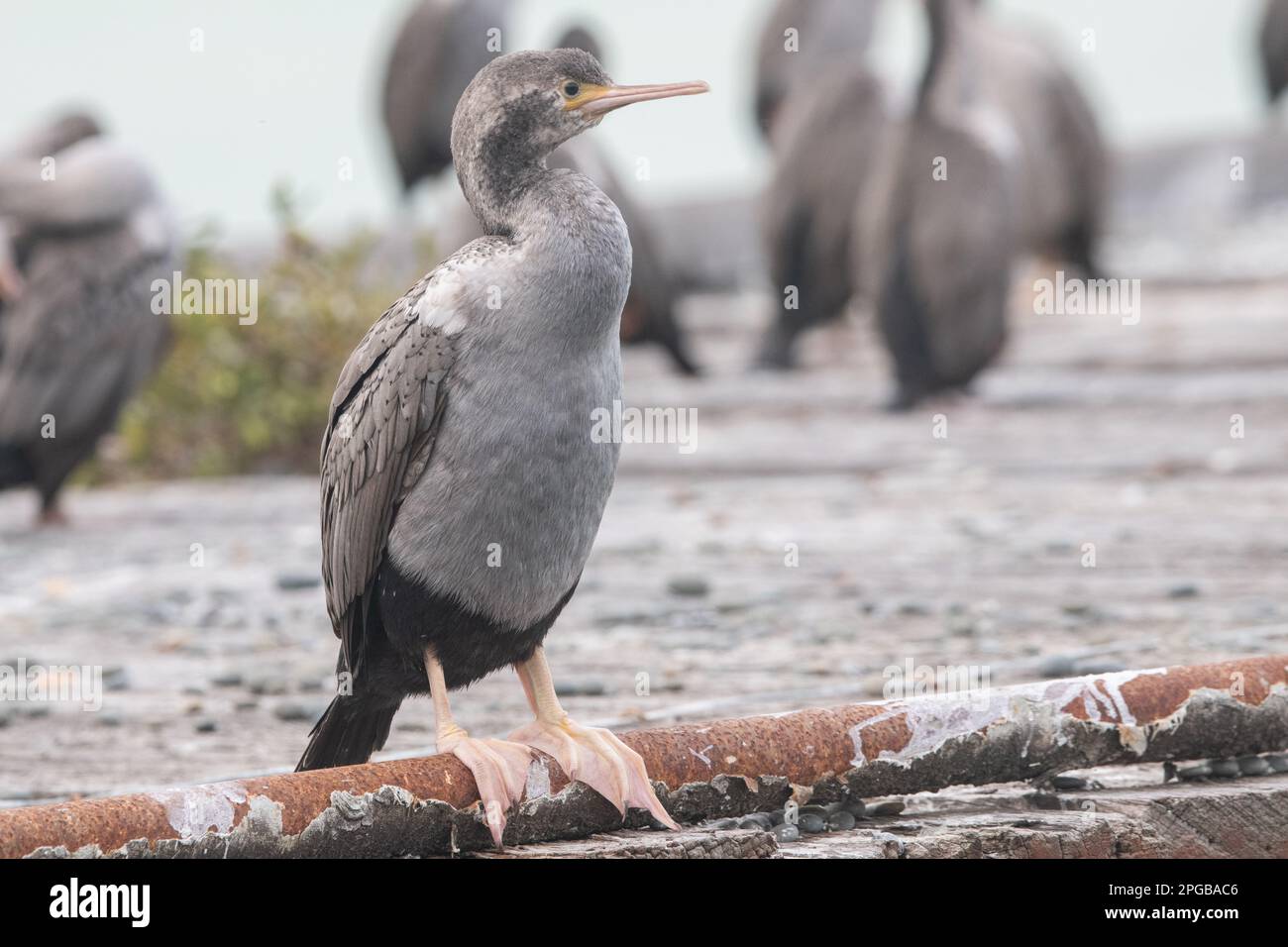 La colonia di nidificazione di shag al pontile di Sumpter nel porto di Oamaru, nell'isola meridionale di Aotearoa Nuova Zelanda. Shag macchiato (Phalacrocorax punctatus). Foto Stock