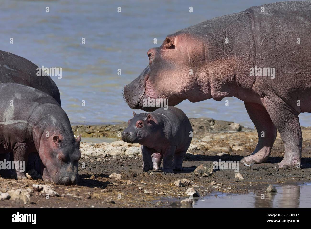 Ippopotami (ippopotamo anfibio), ippopotami, adulti e vitelli su un promontorio del lago Magadi, cratere di Ngorongoro, area protetta dall'UNESCO, Tanzania, Est Foto Stock