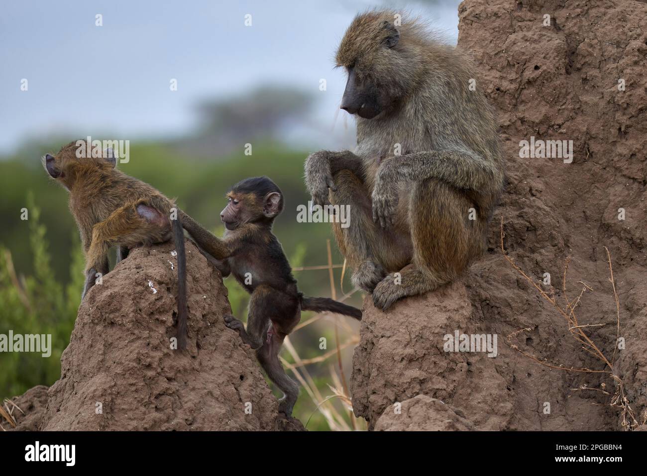 Baboon di olive (Papio anubis), adulto seduto su un termite burrow, accanto ad esso due giovani, Tarangire National Park, Tanzania, Africa orientale Foto Stock