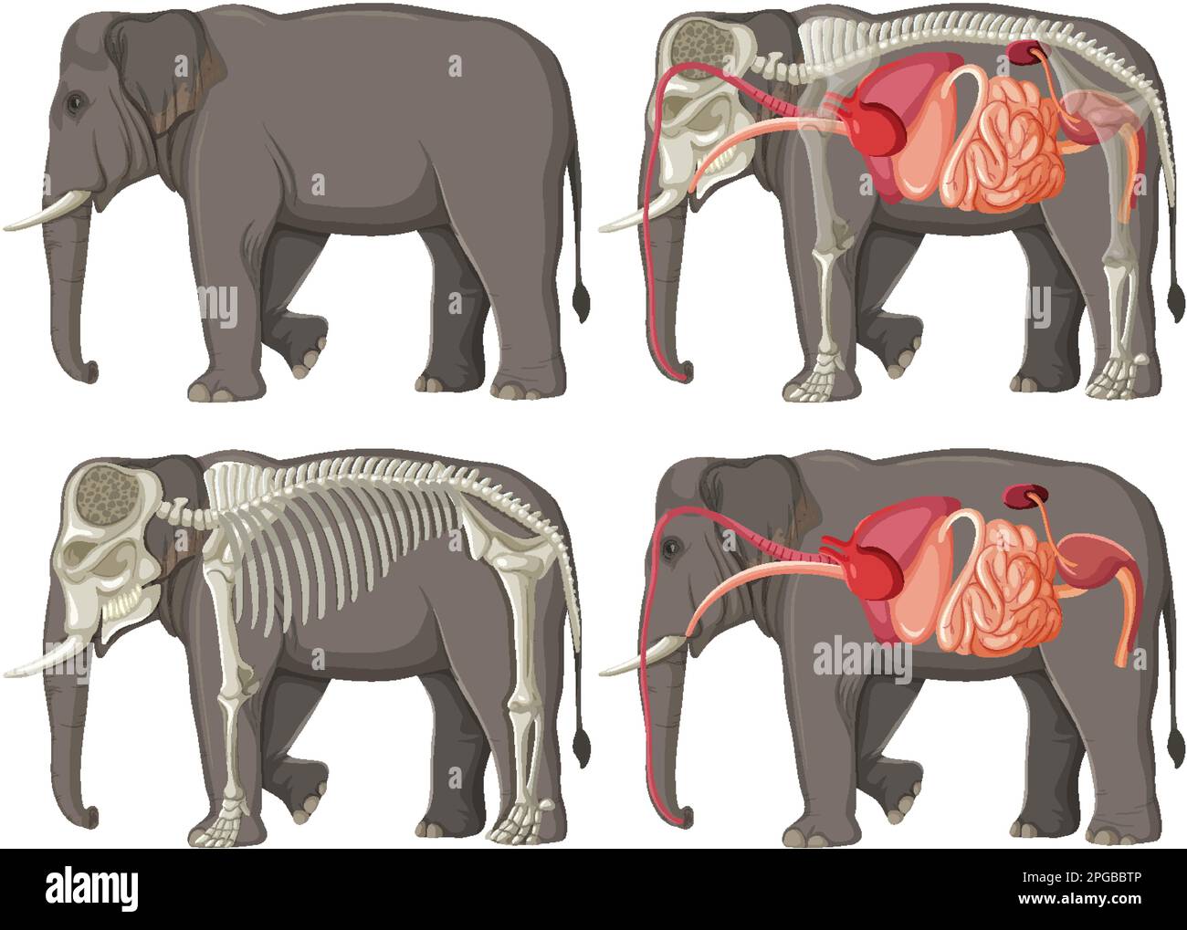 Organi interni Anatomia di un'illustrazione dell'elefante Illustrazione Vettoriale