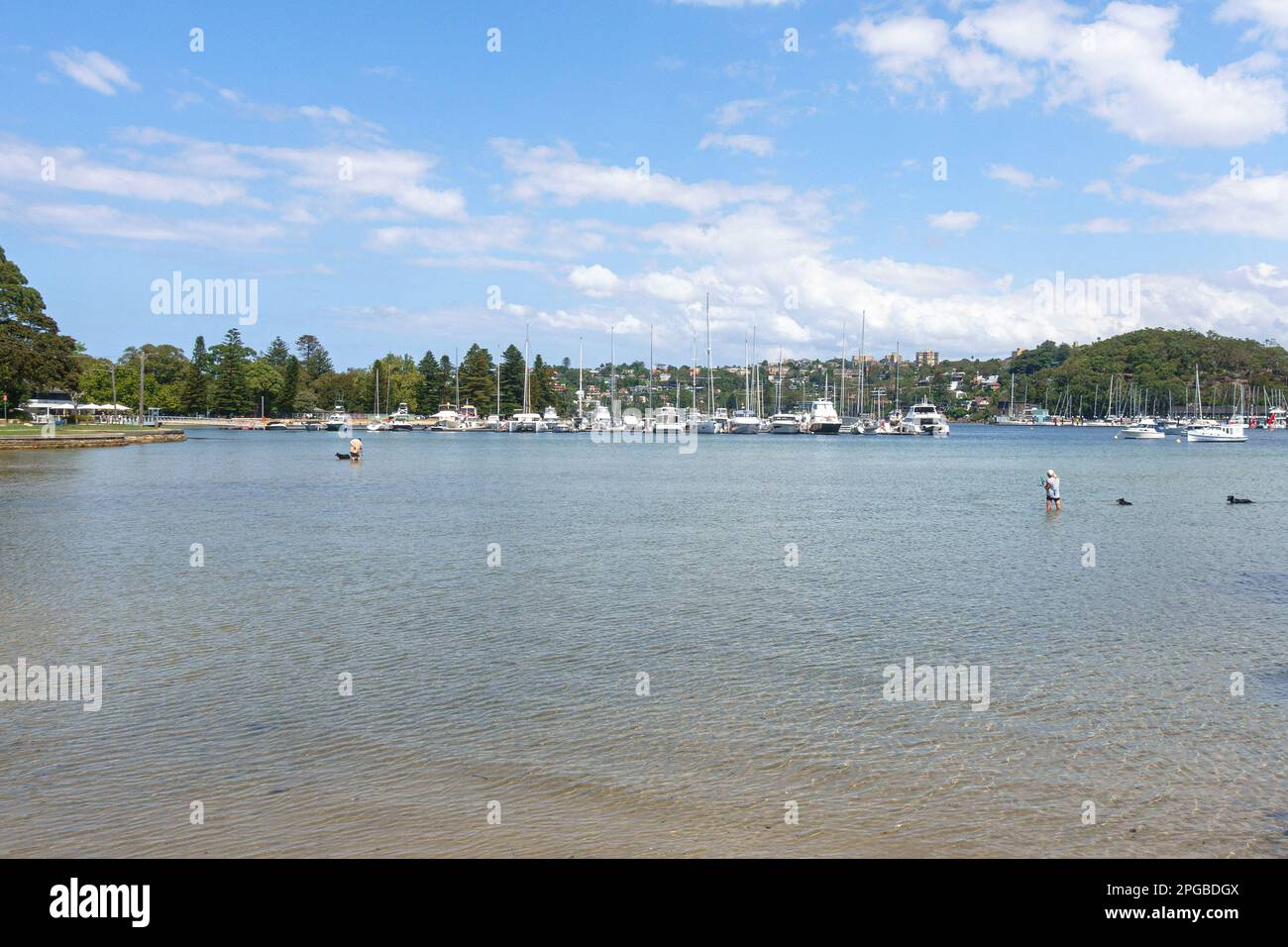 Cani che giocano nell'acqua di Sandy Bay nel Middle Harbour di Sydney, Australia Foto Stock